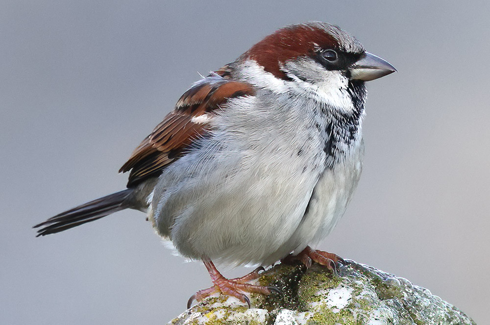 House sparrow